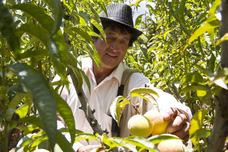 Proyecto de agroforestería. (Photo: Statkraft)